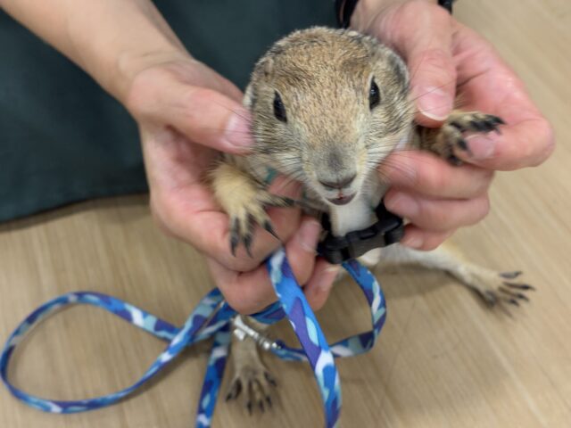 プレーリードッグ