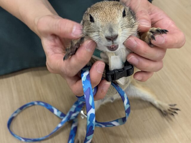 プレーリードッグ