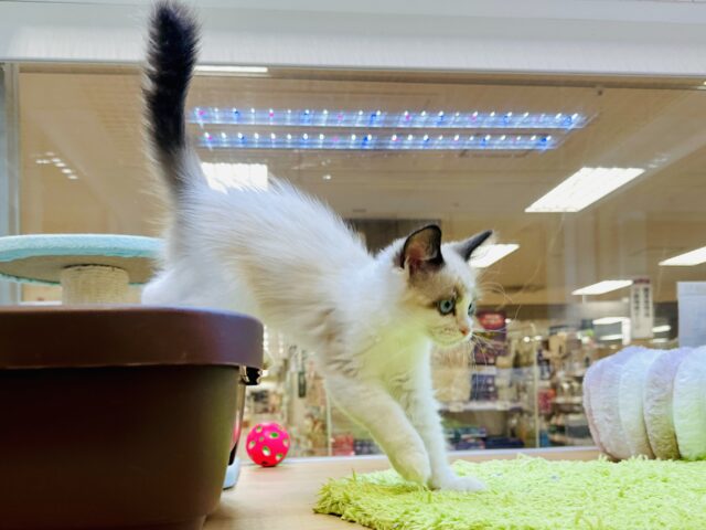 甘々✩࿐⋆*ラグドール女の子 ラグドール