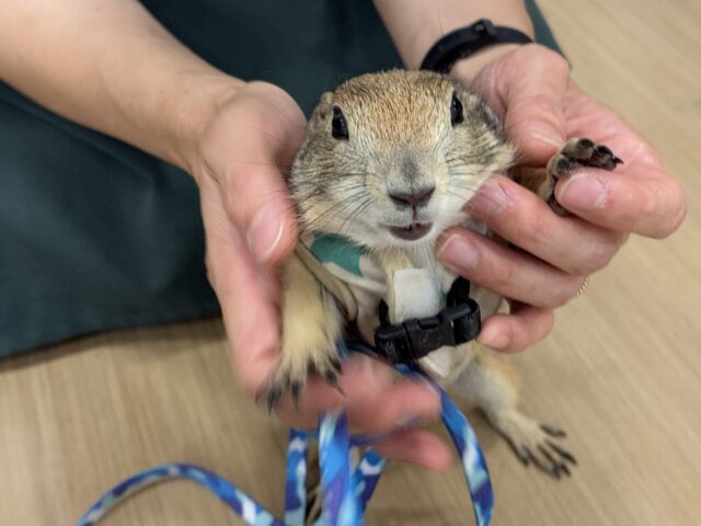 プレーリードッグ