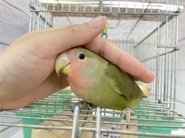 コザクラインコ（小桜インコ）