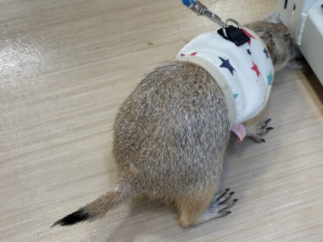 プレーリードッグ