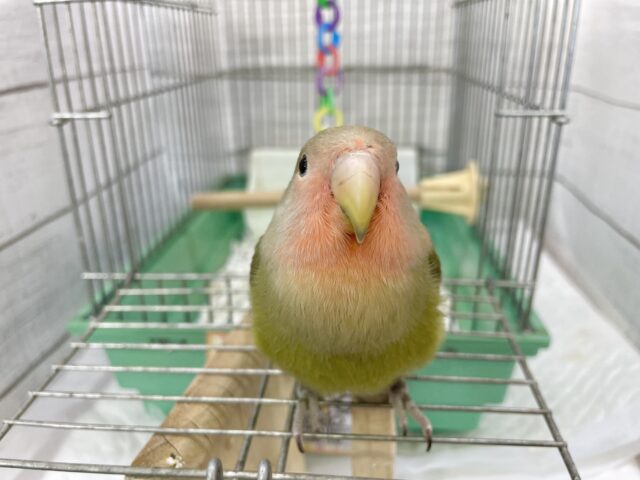 コザクラインコ（小桜インコ）