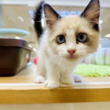 甘々✩࿐⋆*ラグドール女の子