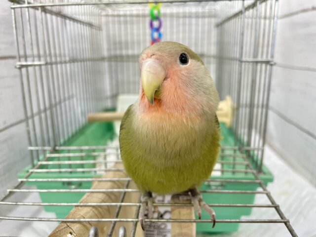 コザクラインコ（小桜インコ）