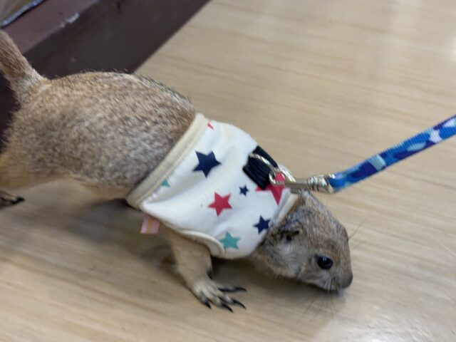 プレーリードッグ