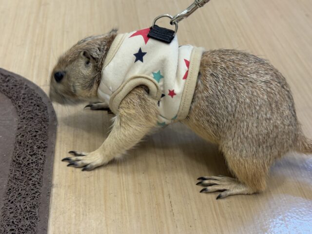 プレーリードッグ