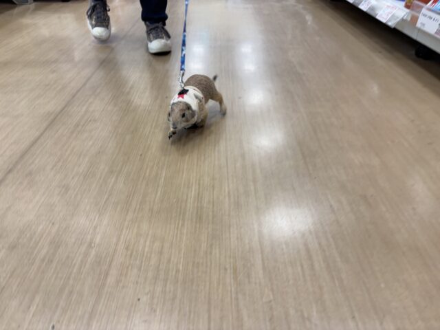 プレーリードッグ