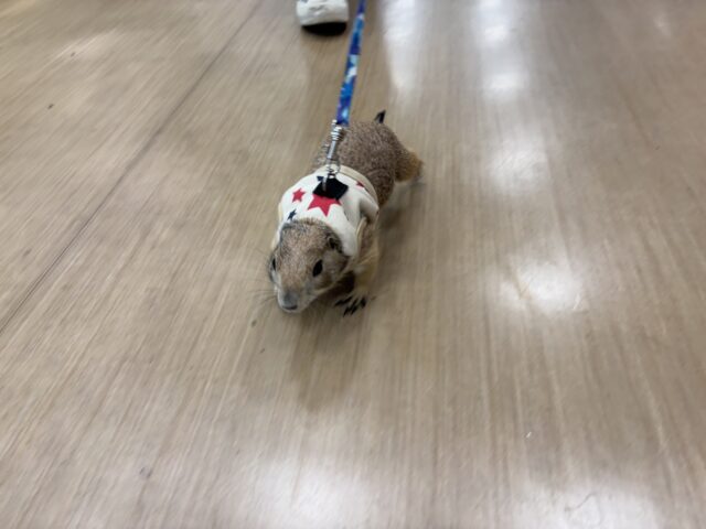 プレーリードッグ