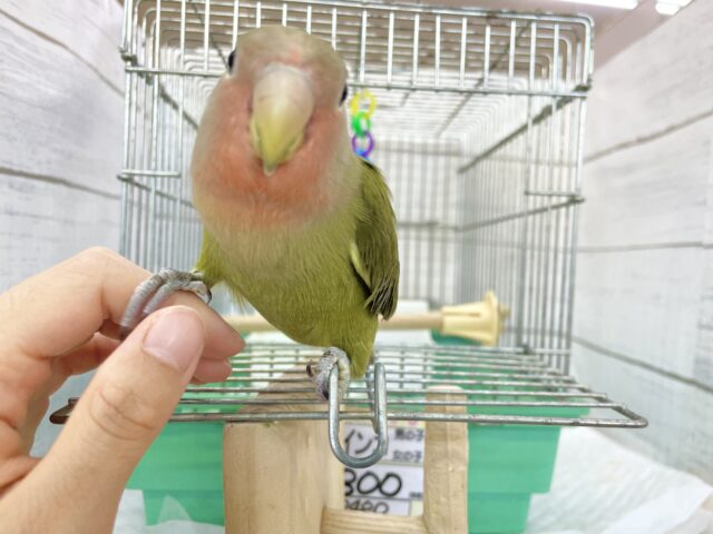 コザクラインコ（小桜インコ）