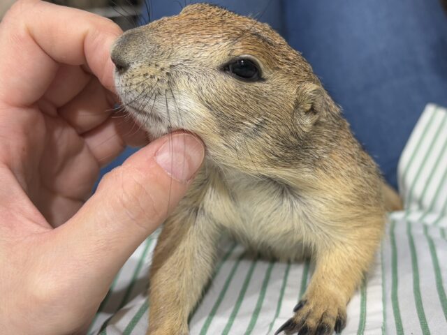 プレーリードッグ