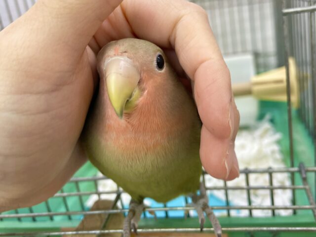 コザクラインコ（小桜インコ）