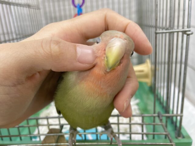 コザクラインコ（小桜インコ）