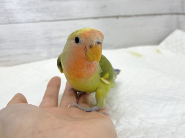 コザクラインコ（小桜インコ）