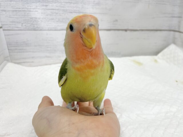 コザクラインコ（小桜インコ）