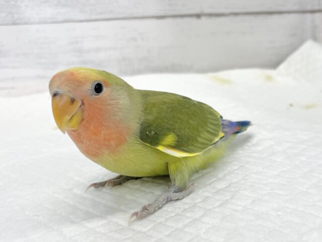 コザクラインコ（小桜インコ）