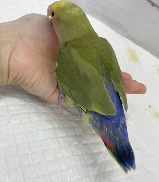 コザクラインコ（小桜インコ）