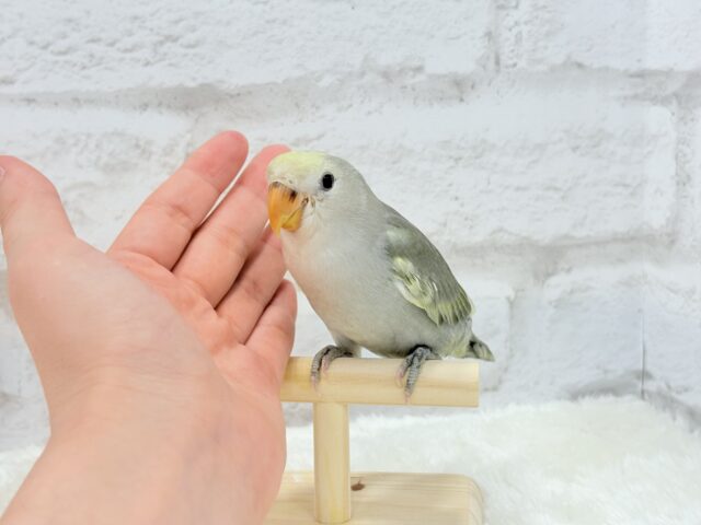 コザクラインコ（小桜インコ）