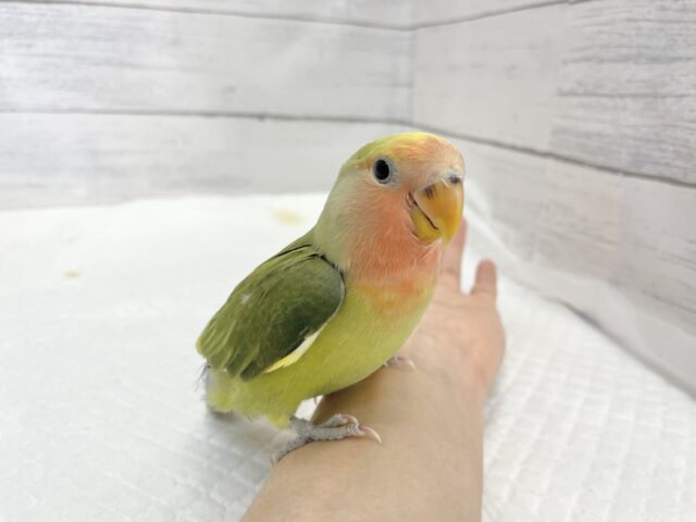 コザクラインコ（小桜インコ）