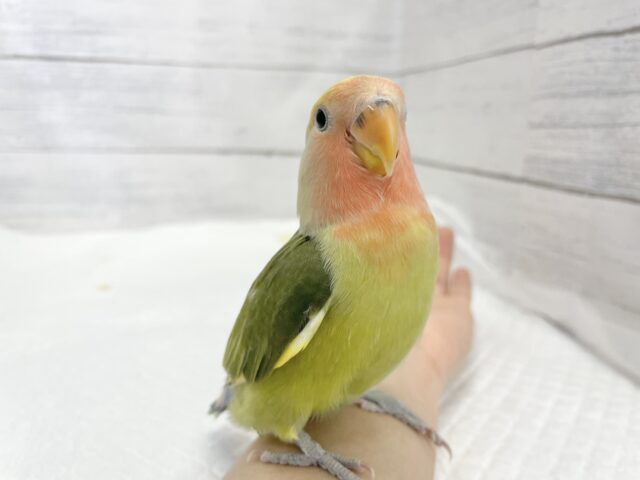 コザクラインコ（小桜インコ）