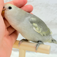 【動画更新🪄ひとり餌‪になりました☆】なにげに～　あくてぃぶコザクラさん☆　コザクラインコ　モーブパイド～～