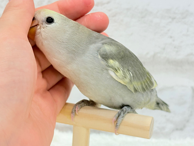 【動画更新🪄ひとり餌‪になりました☆】なにげに～　あくてぃぶコザクラさん☆　コザクラインコ　モーブパイド～～
