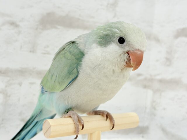 オキナインコ