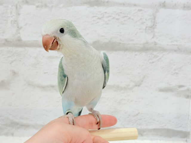 オキナインコ