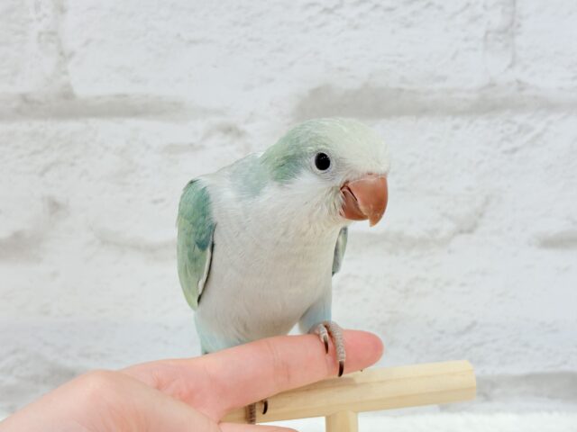 オキナインコ