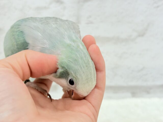 オキナインコ