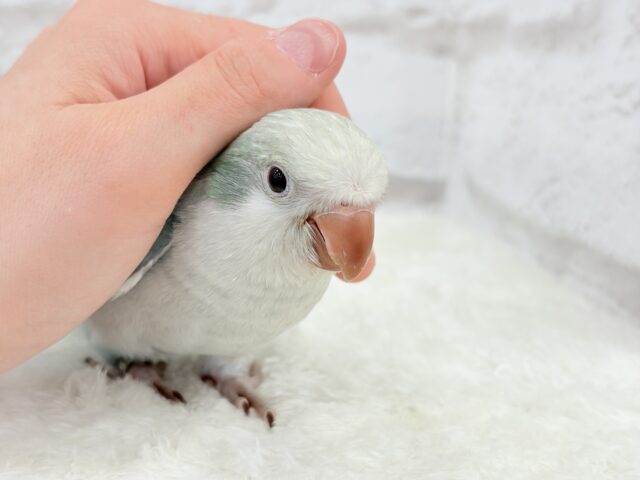 オキナインコ