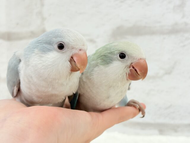 オキナインコ
