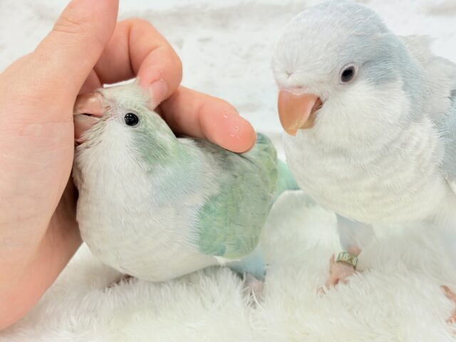 オキナインコ