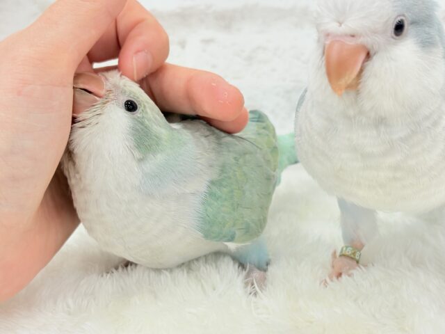 オキナインコ
