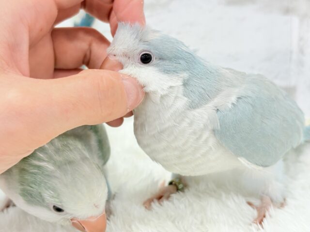 オキナインコ
