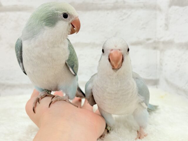 オキナインコ