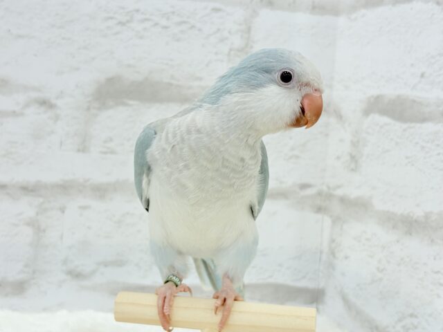 オキナインコ