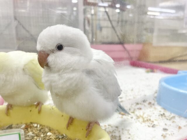オキナインコ