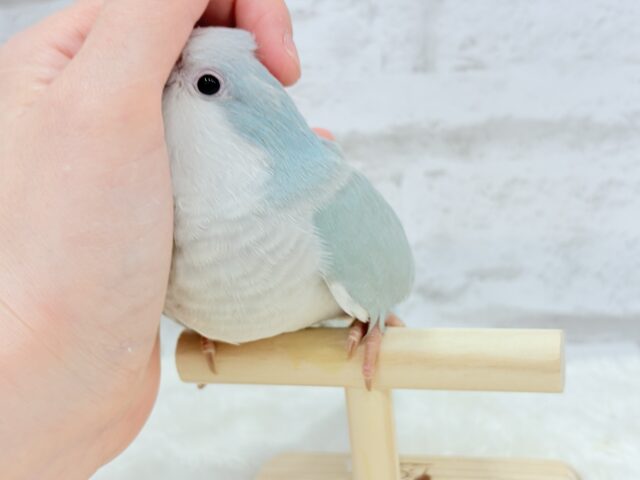 オキナインコ