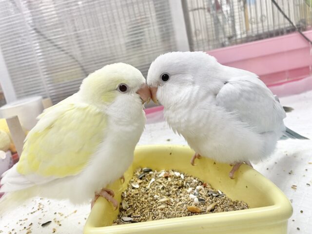 オキナインコ