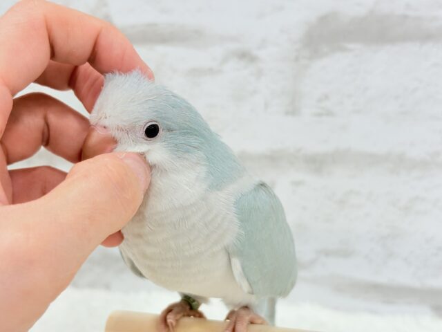 オキナインコ