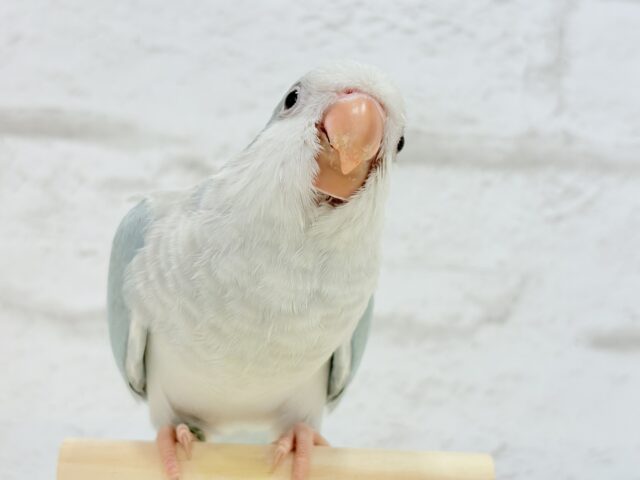 オキナインコ