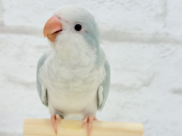 オキナインコ