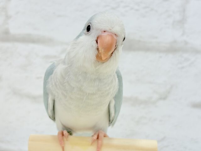 オキナインコ