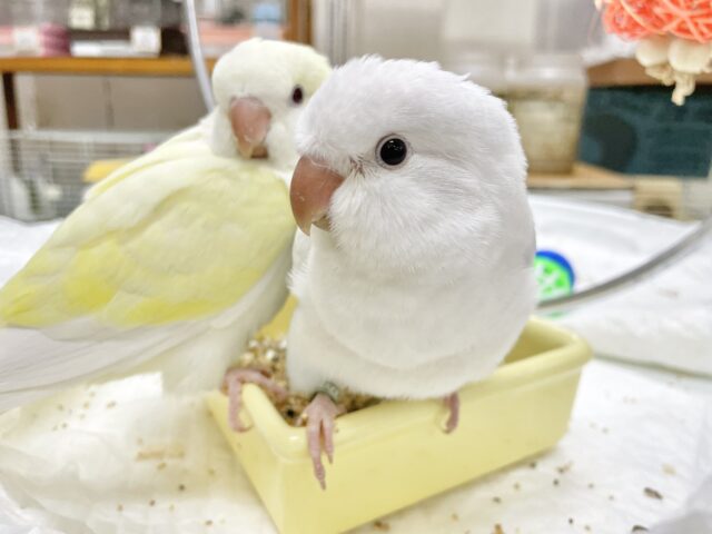 オキナインコ