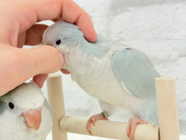 オキナインコ