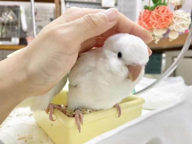 オキナインコ