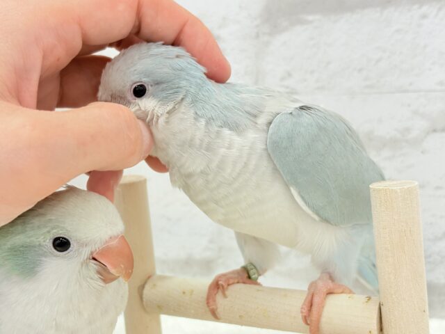 オキナインコ