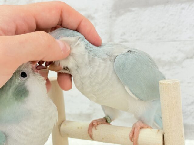 オキナインコ