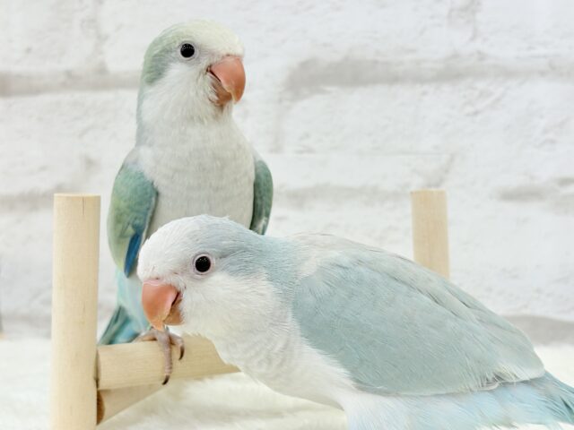 オキナインコ